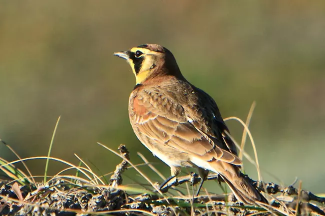 A pale brown bird with white underparts, a yellow throat and black under the eyes.
