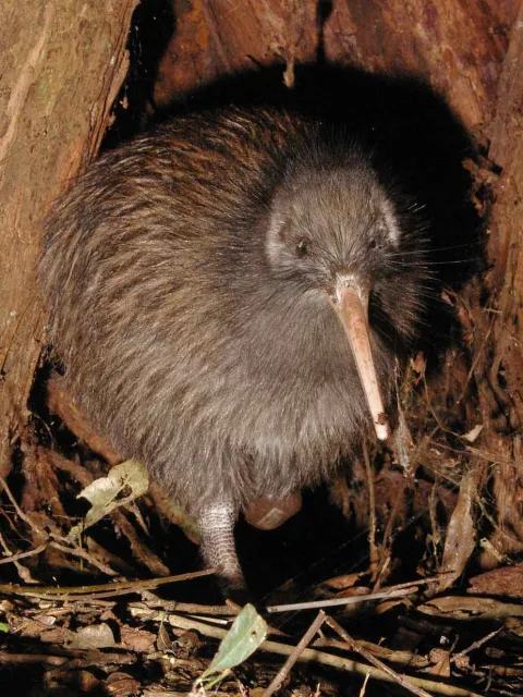 Round fluffy brown bird with long pale bill.