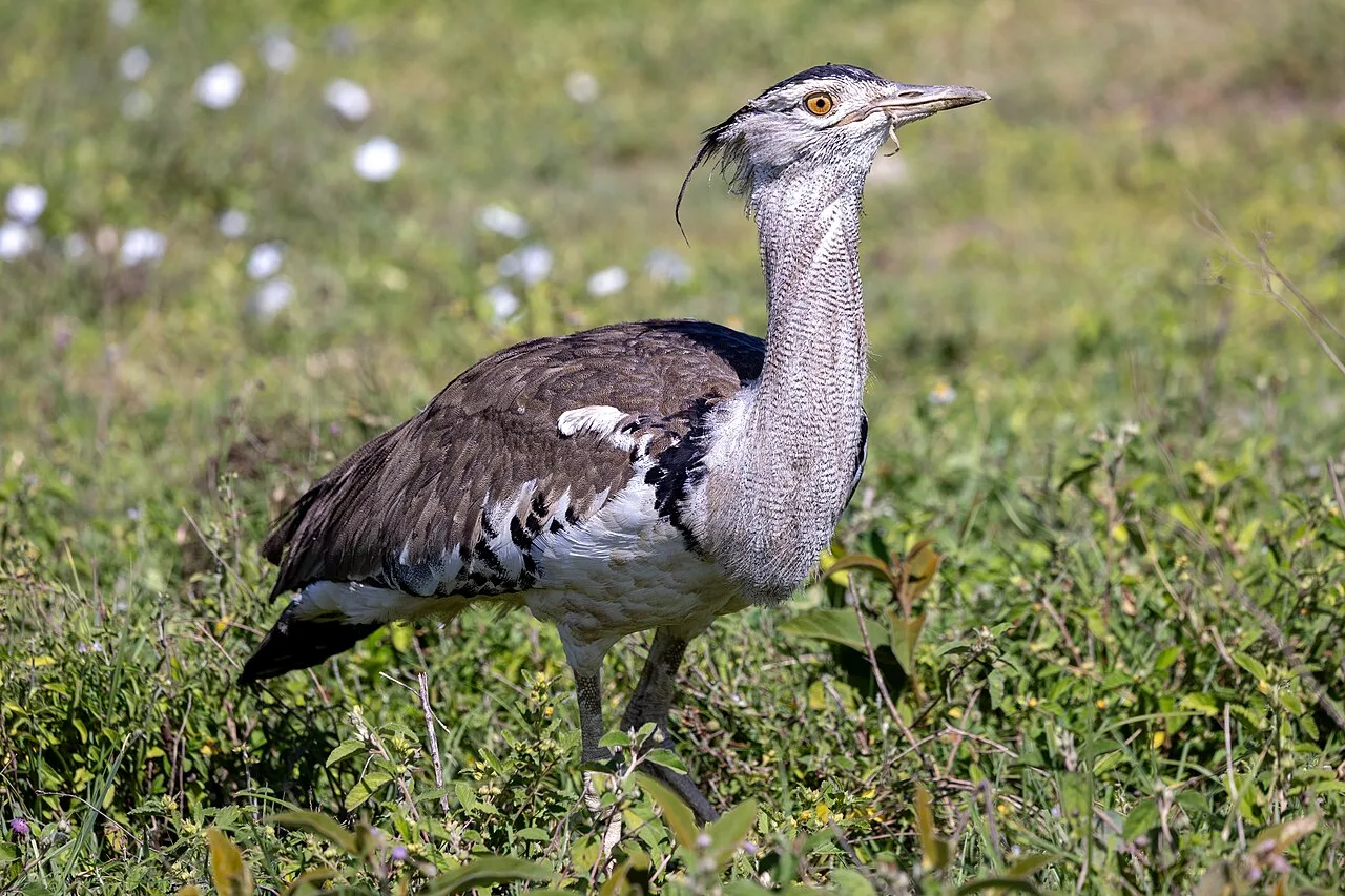 Large gray ground bird with black cap.