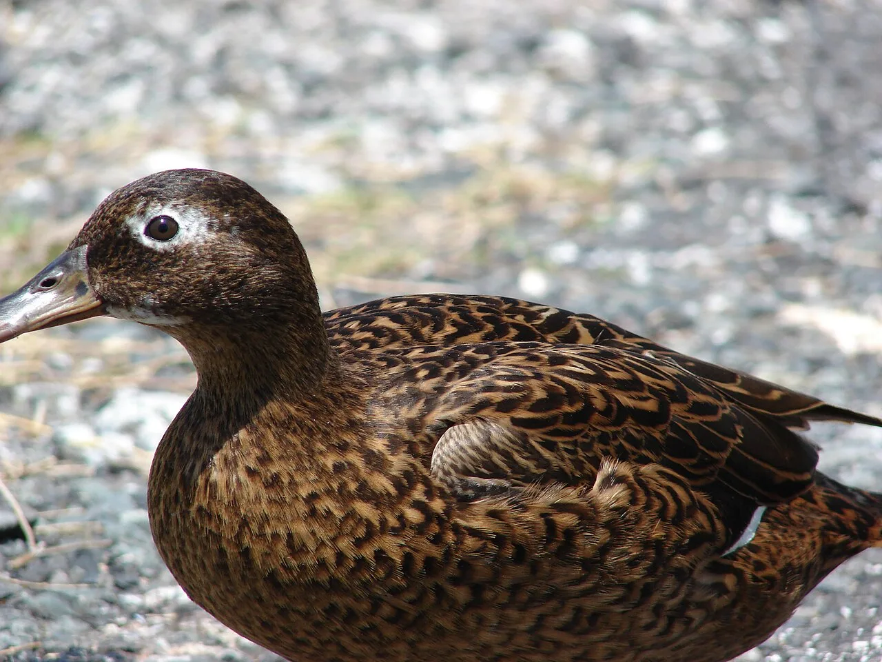 A dark brown duck with white eye ring.