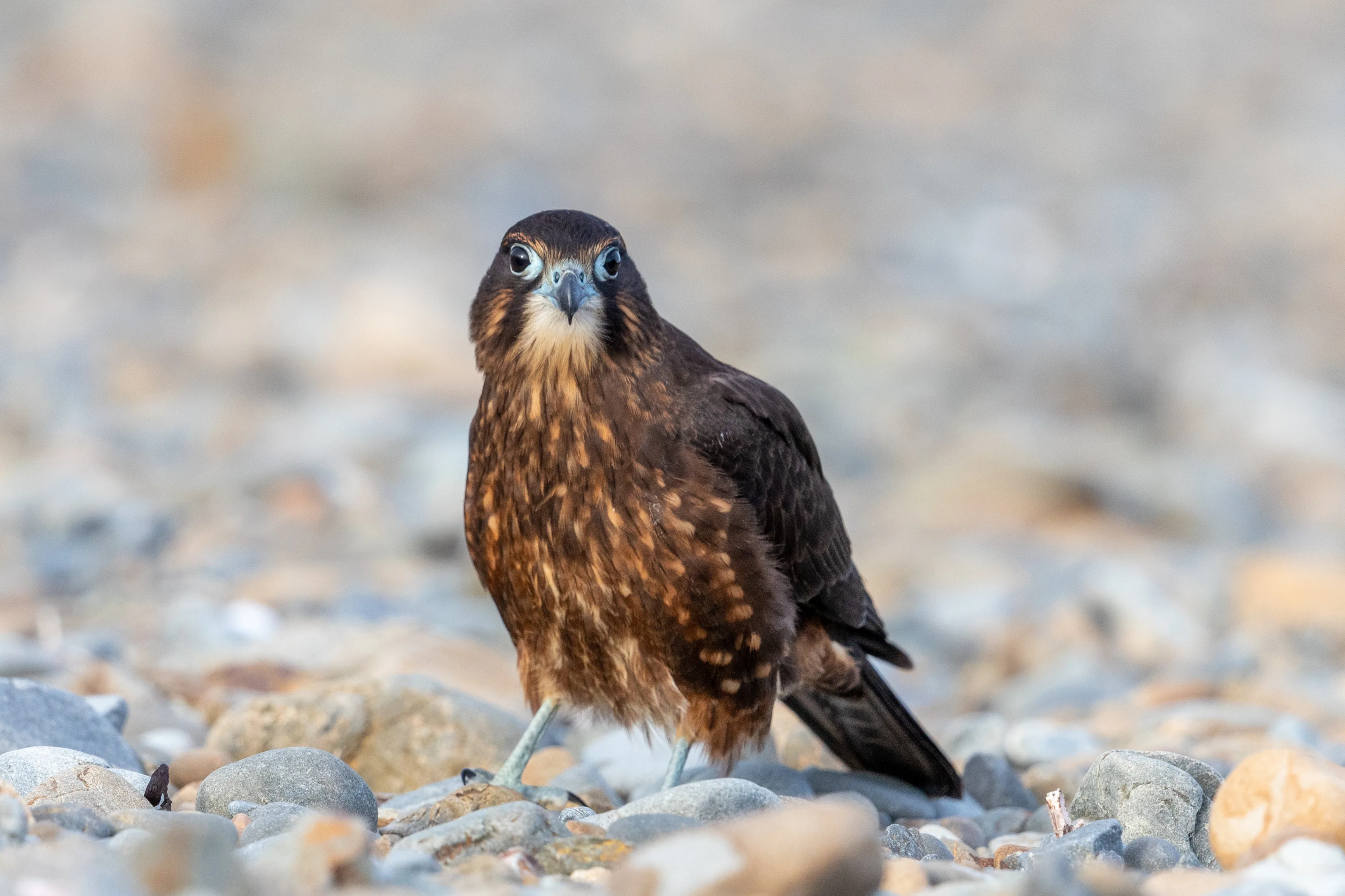 Dark brown bird of prey with pale face.
