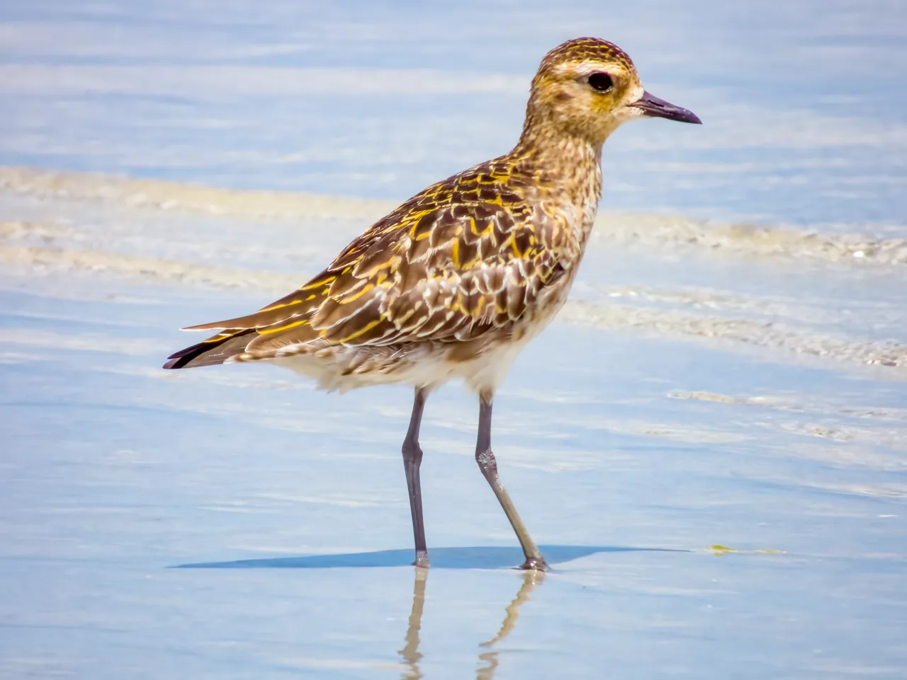 A grey golden stocky bird with golden flecks on the back.