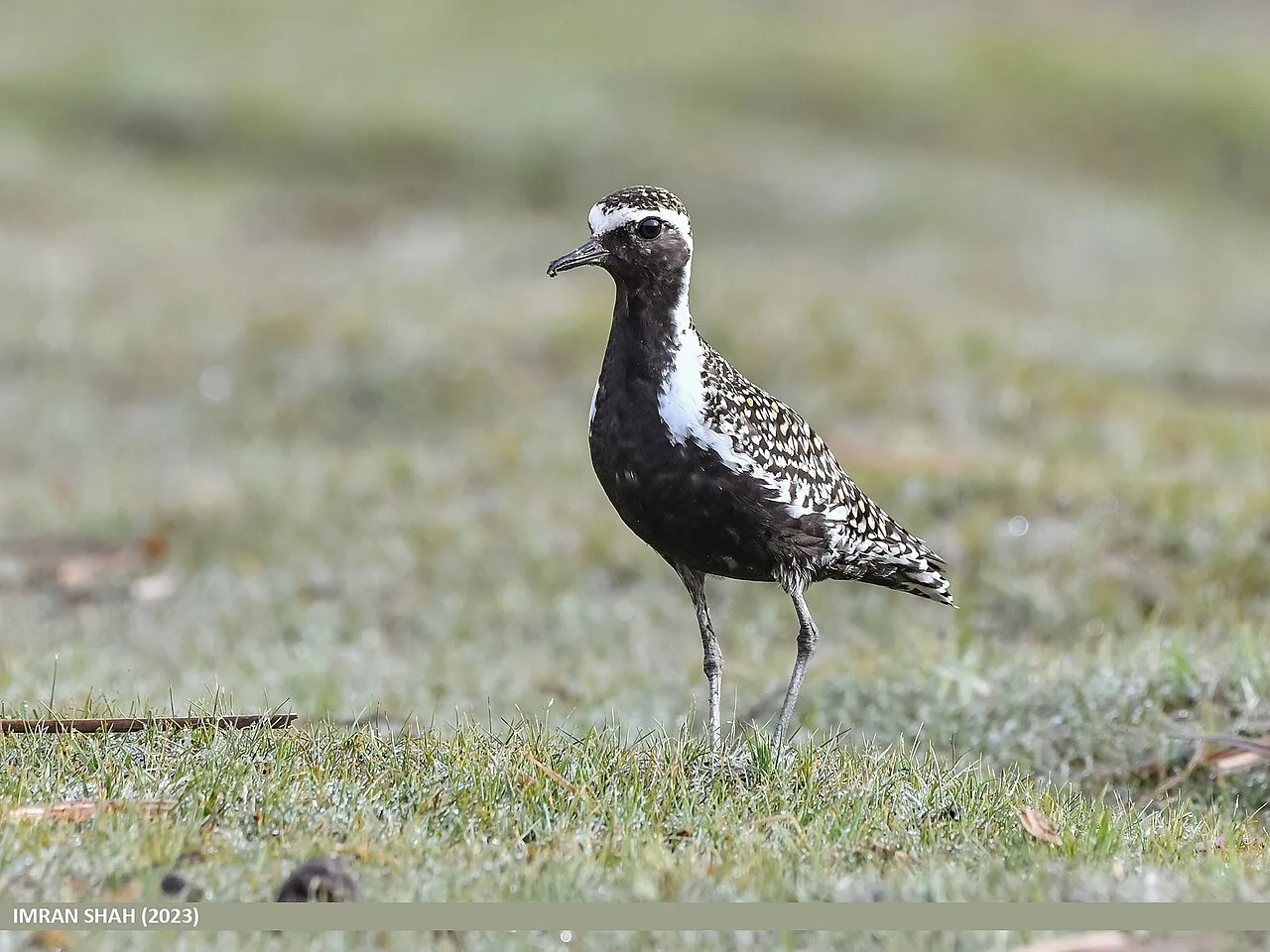 A golden backed stocky bird with white and black neck and head.