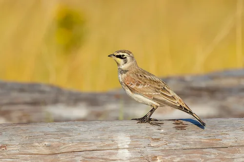 A pale brown bird with white underparts, a yellow throat and black under the eyes.