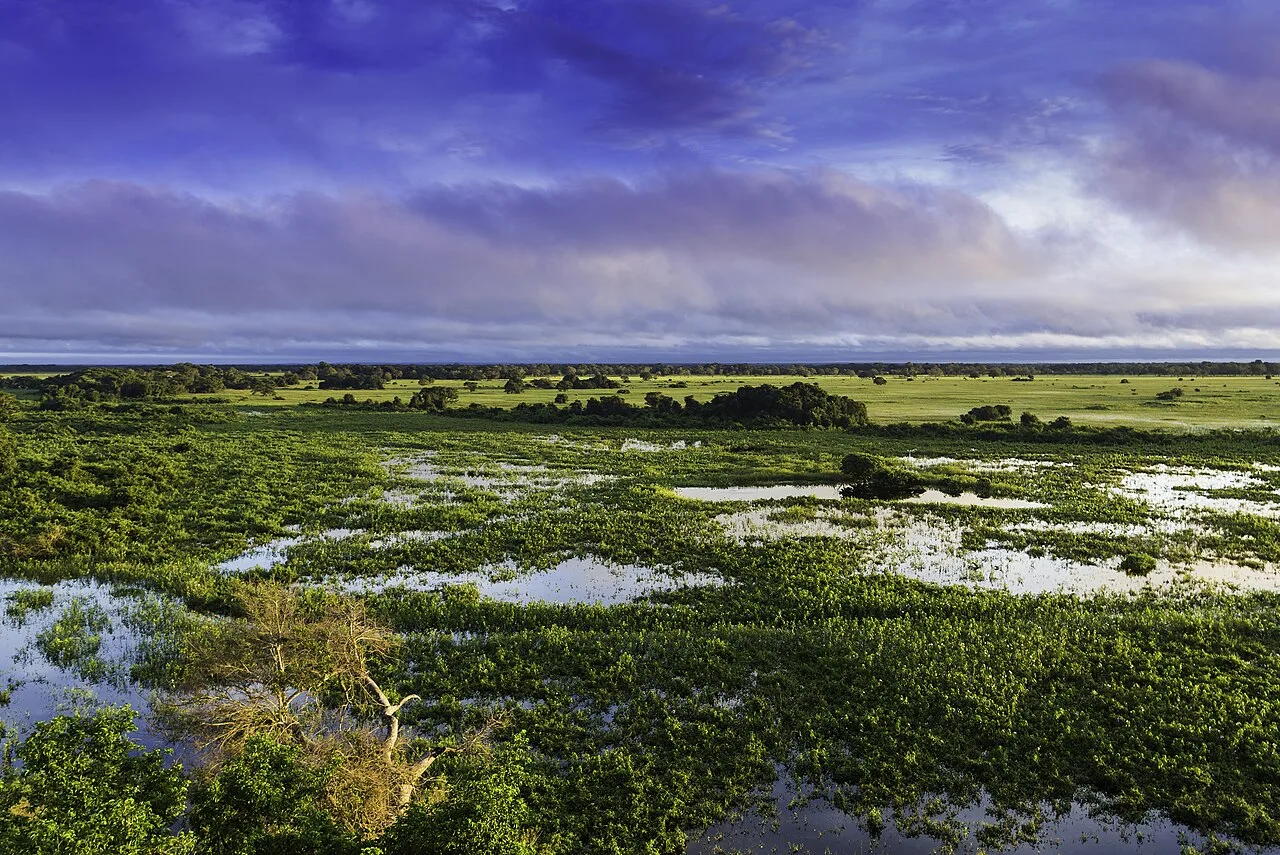An expansive wetland scene under a purple gray sky.