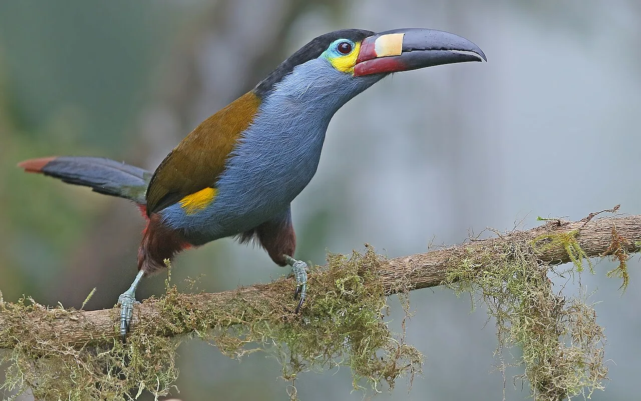 Grey bird with huge bill that has red and yellow bands.