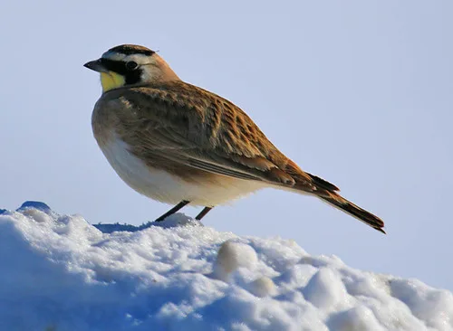 A pale brown bird with white underparts, a yellow throat and black under the eyes.