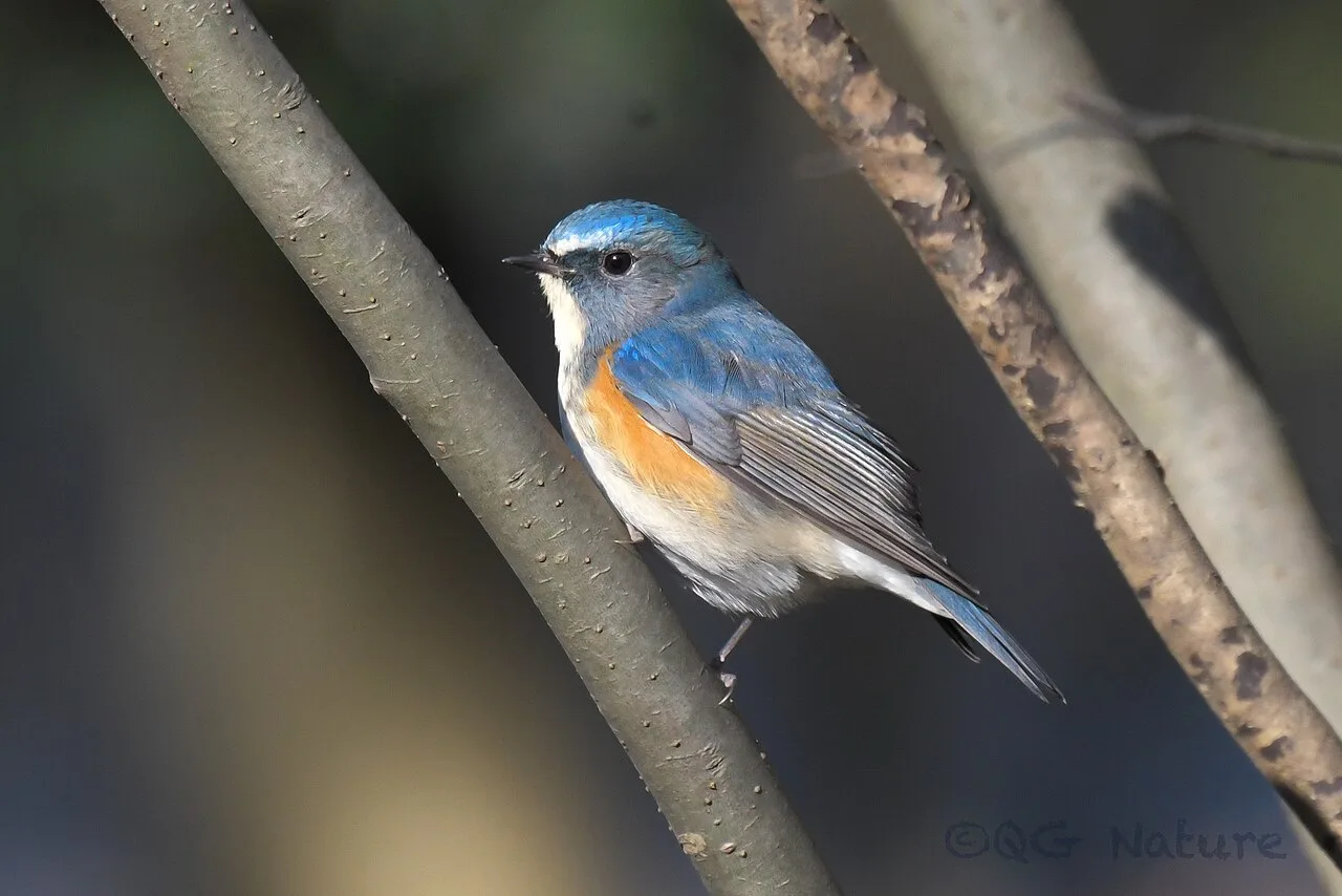 Blue backed small bird with cream throat and red flanks.