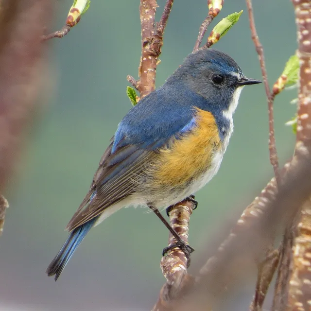 Blue backed small bird with cream throat and red flanks.