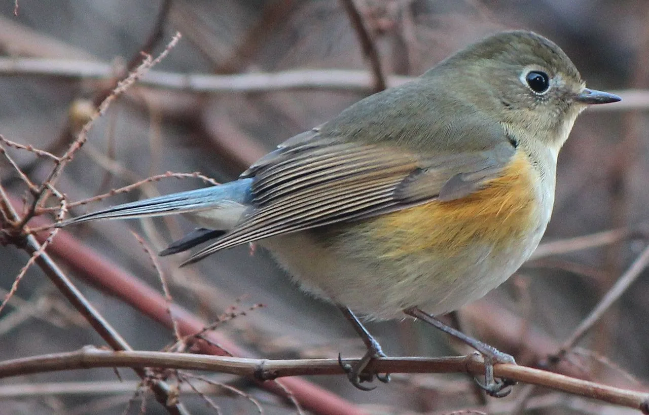 Brown backed small bird with cream throat and red flanks.