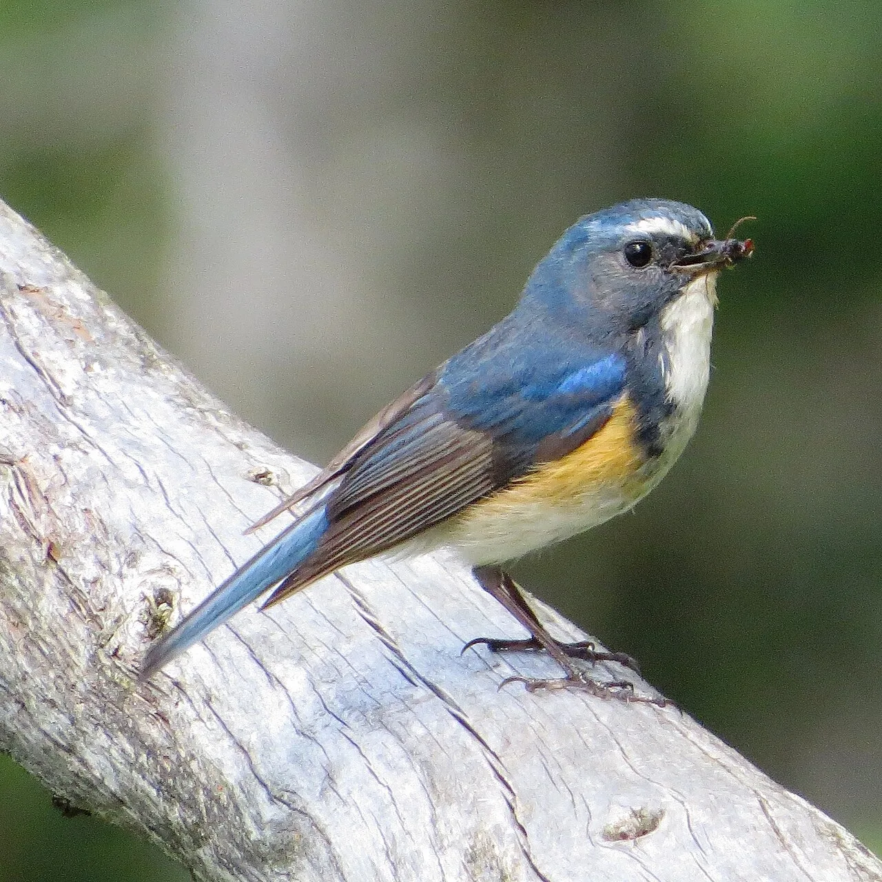 Blue backed small bird with cream throat and red flanks.