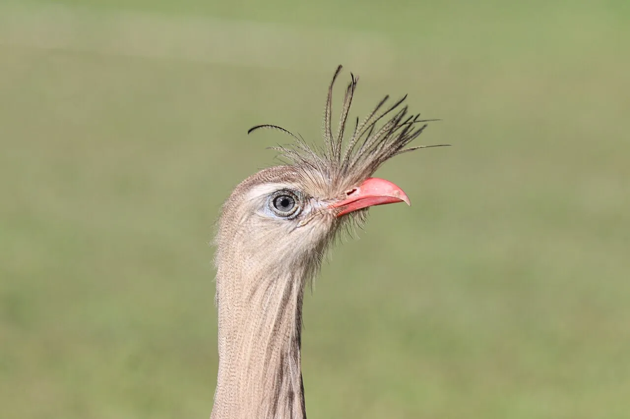 Head shot of a brown bird with long neck, orange bill and tufts.