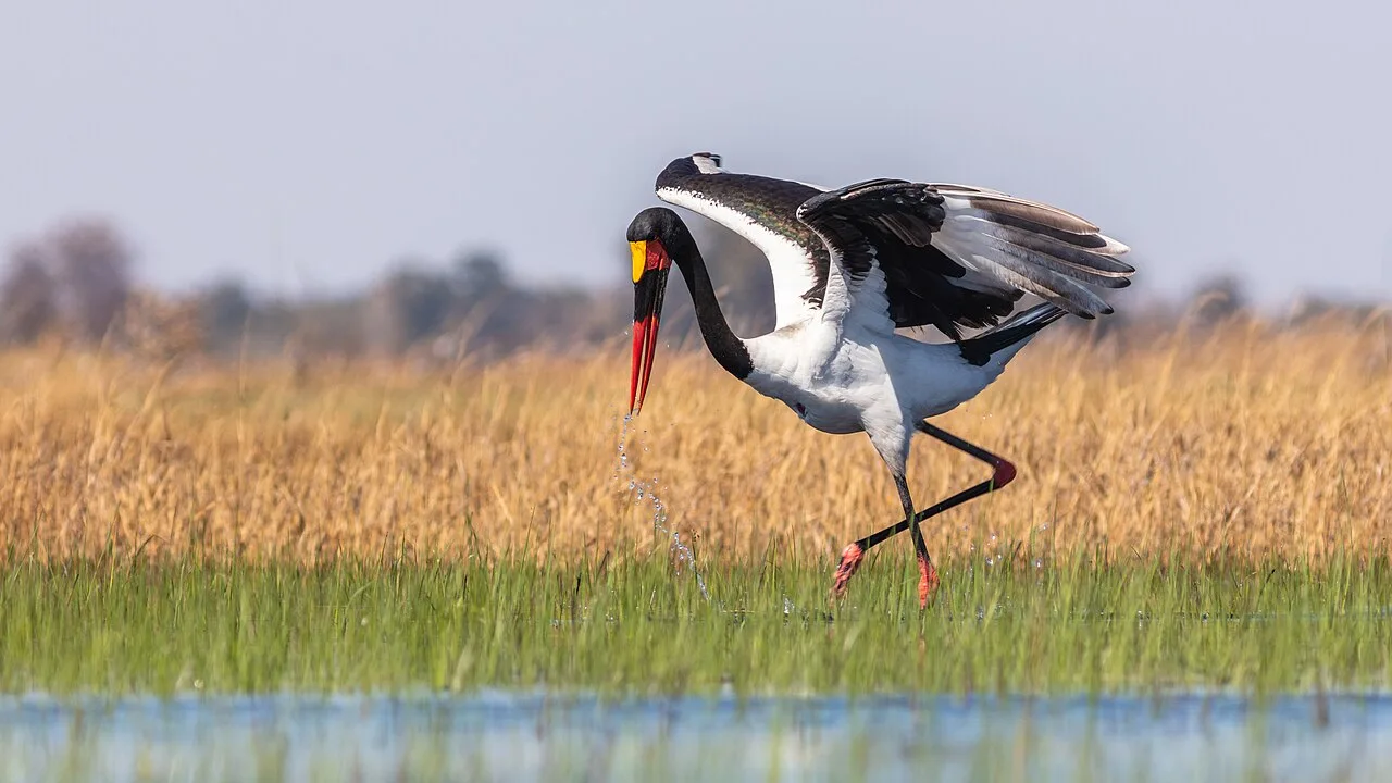 Huge black and white bird with long legs and black and red bill.