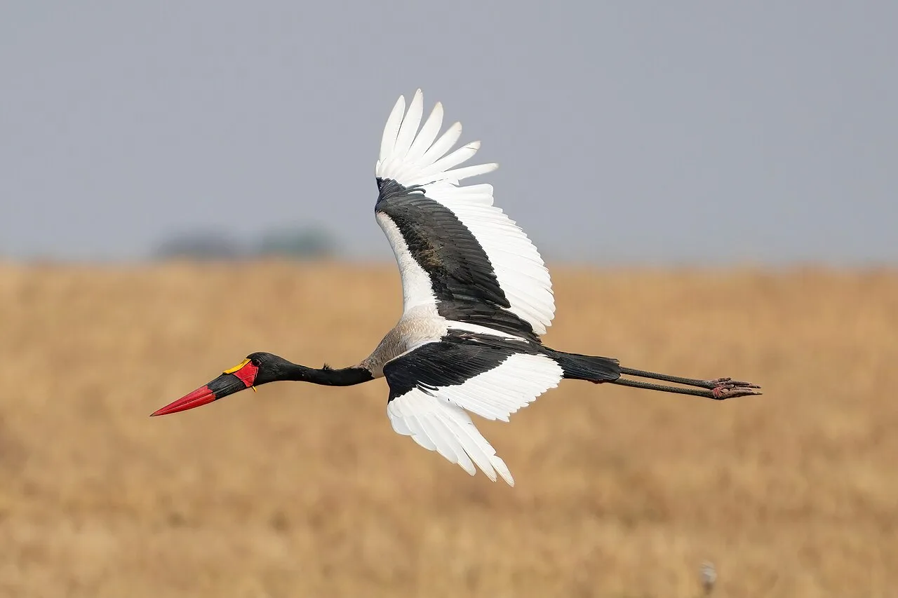 Huge black and white bird with long legs and black and red bill.