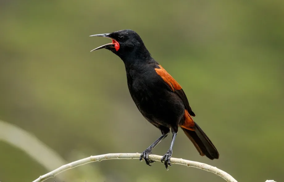 Black bird with brown wing patches and red wattles.