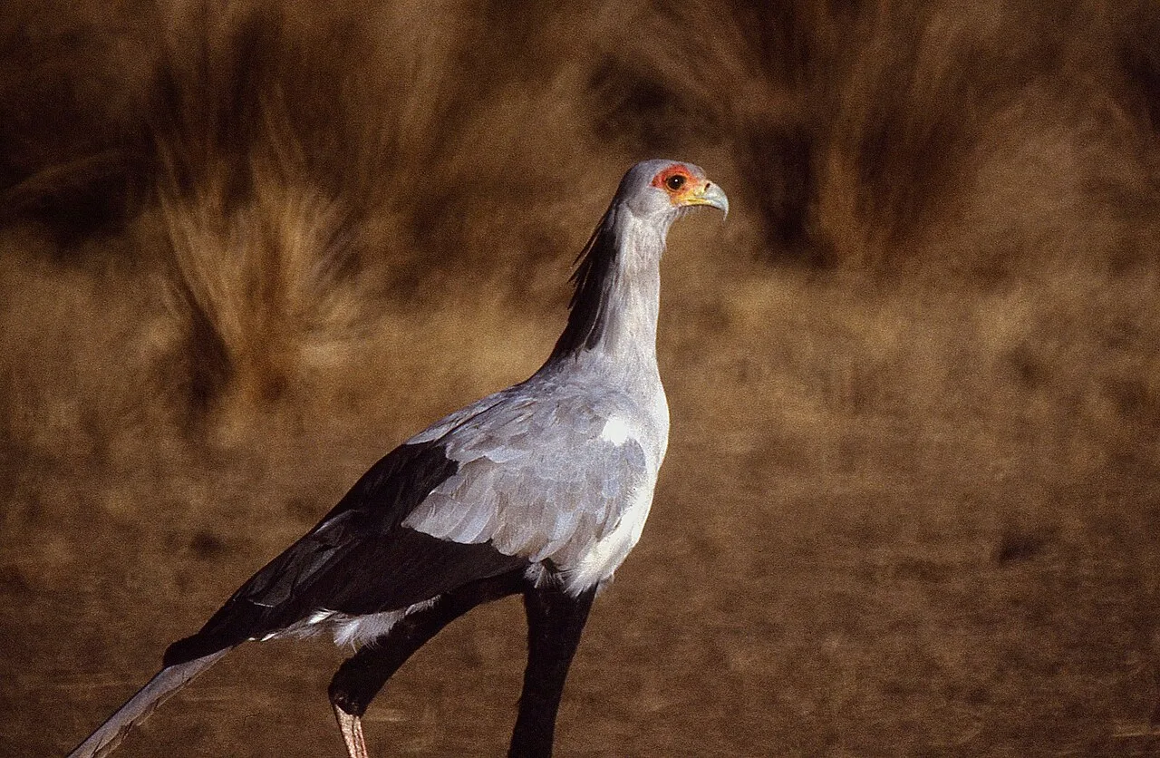 Large grey bird with long legs and orange around the eye.