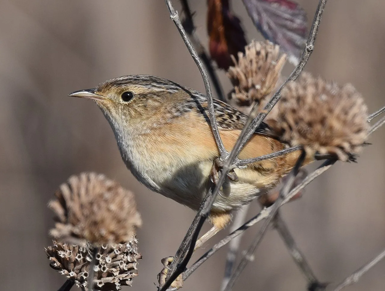 Small rusty brown bird with faded white eyebrow.