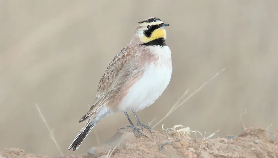 A pale brown bird with white underparts, a yellow throat and black under the eyes.