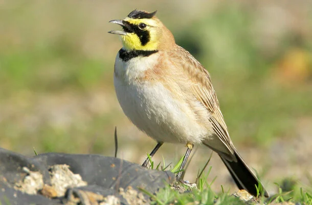 A pale brown bird with white underparts, a yellow throat and black under the eyes.