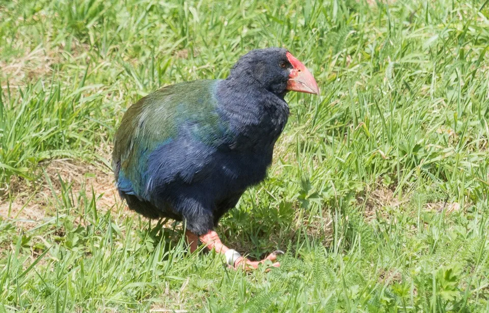 Large rotund blue green bird with thick red bill.