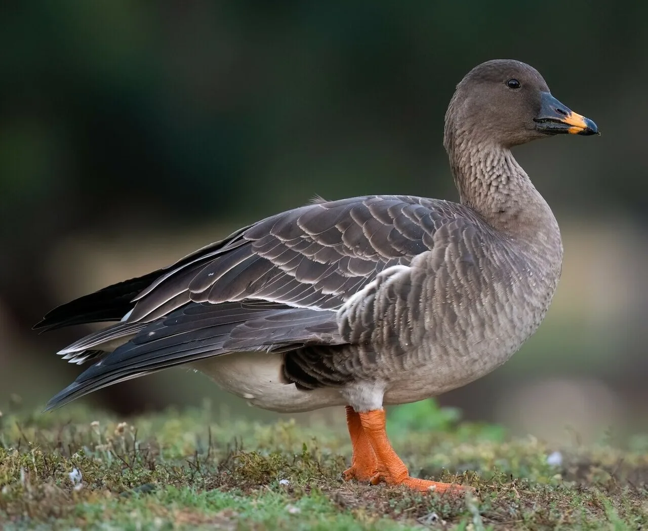 Compact brown goose with orange blob on the bill.