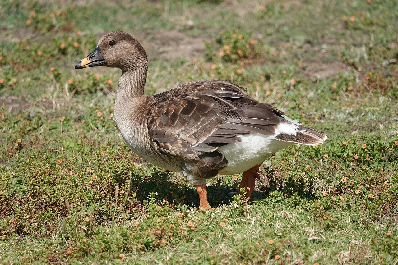 Compact brown goose with orange blob on the bill.