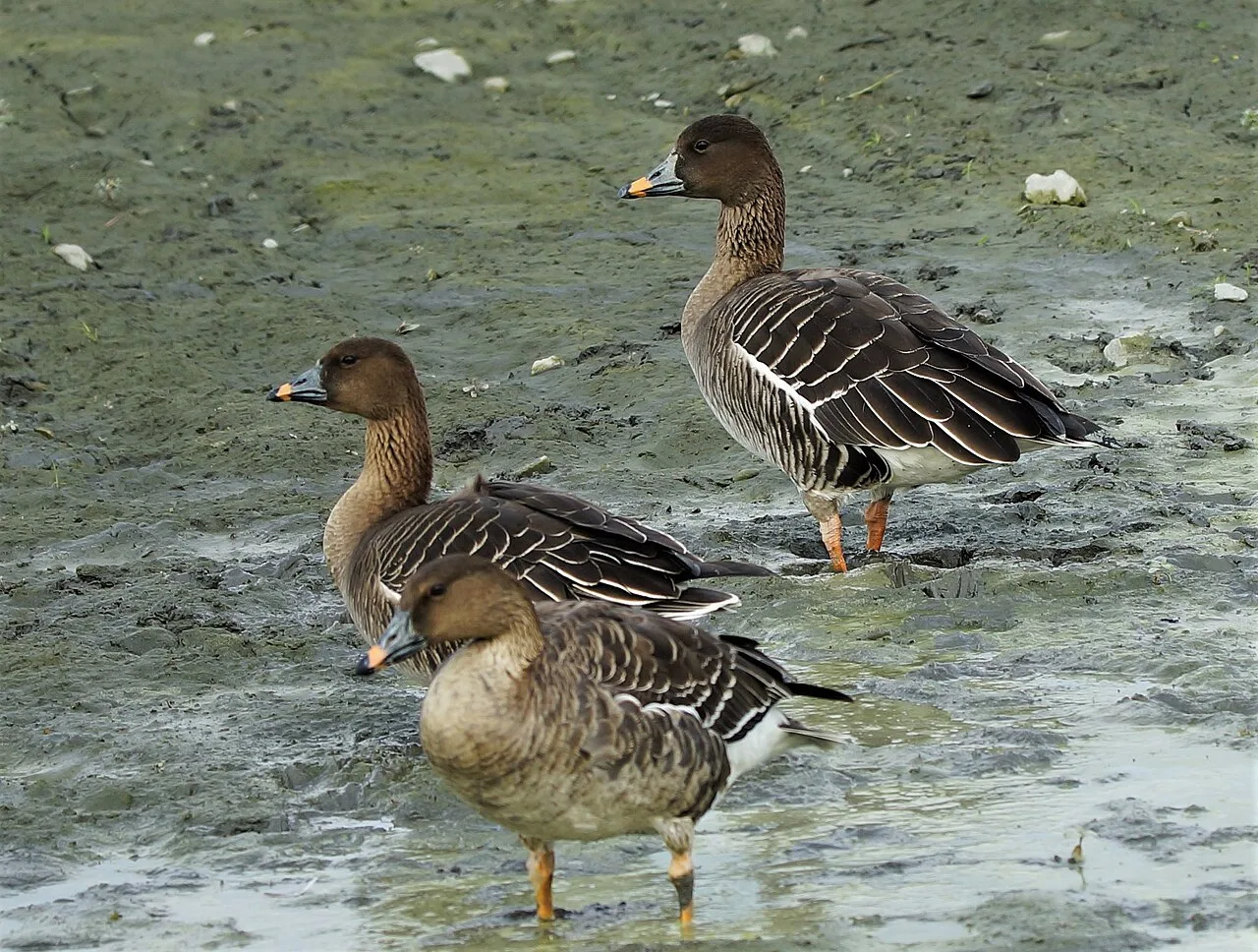 Compact brown goose with orange blob on the bill.