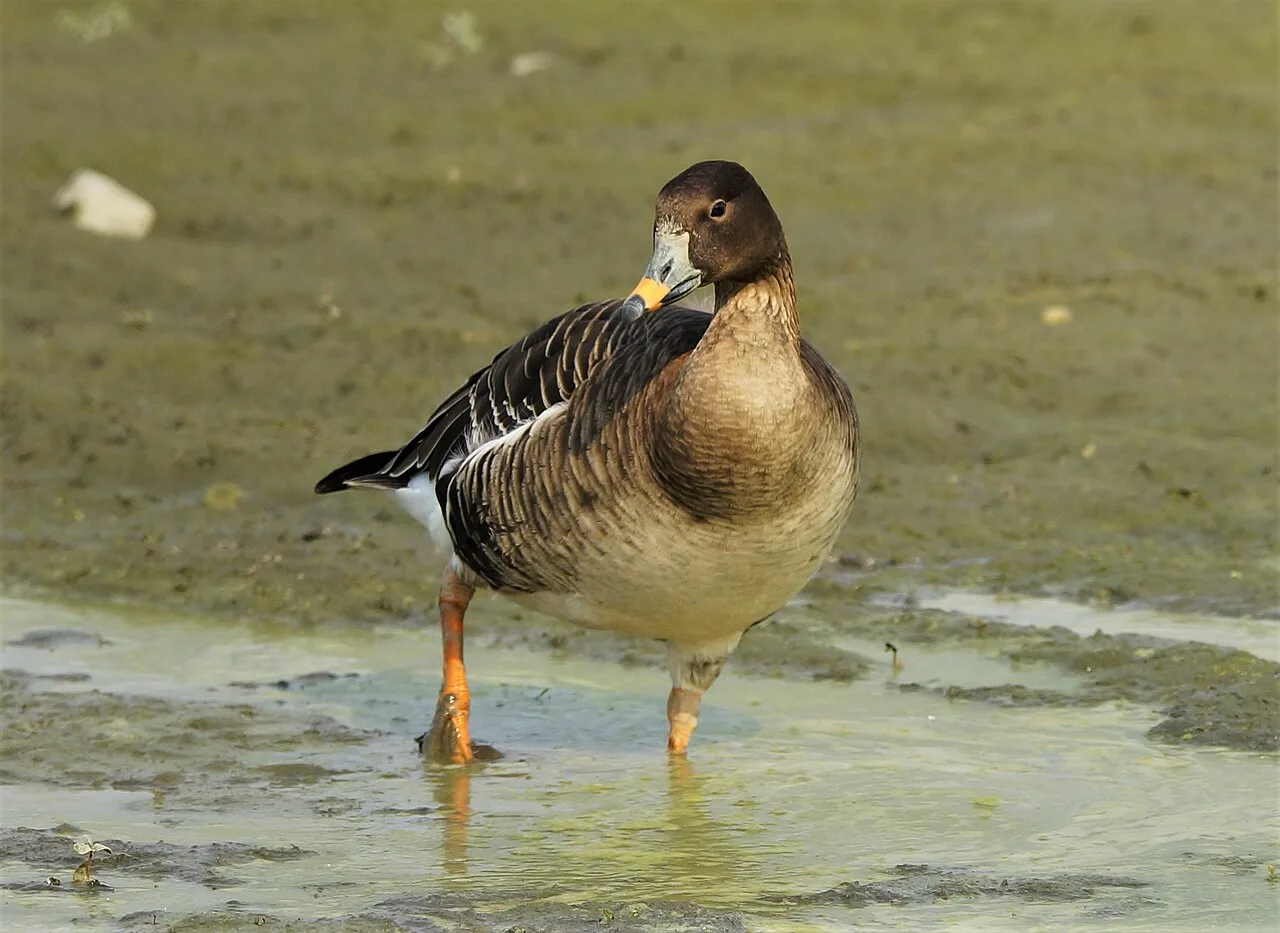 Compact brown goose with orange blob on the bill.