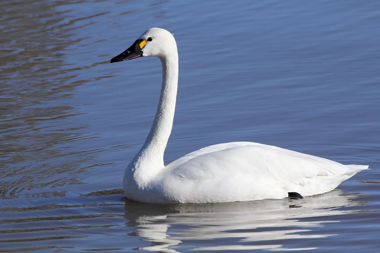 Large white waterbird with black bill and yellow mark below the eye.