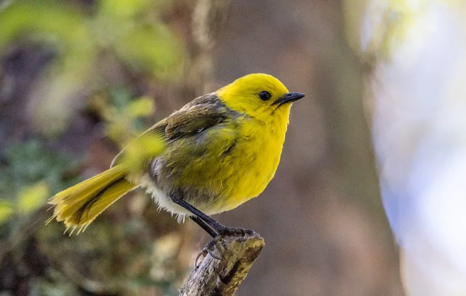 Bright yellow small bird.