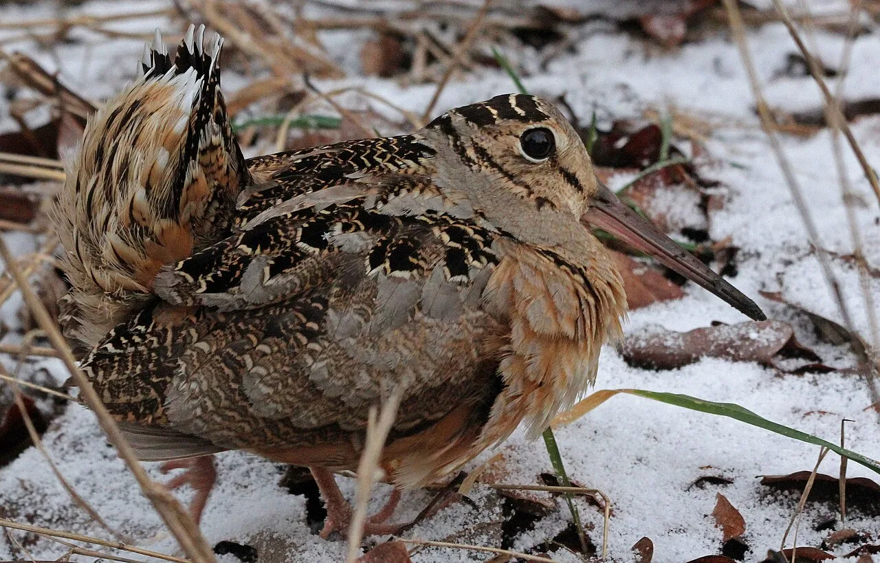Small and rather odd bird with rounded hear, long bil and pale brown coloring.