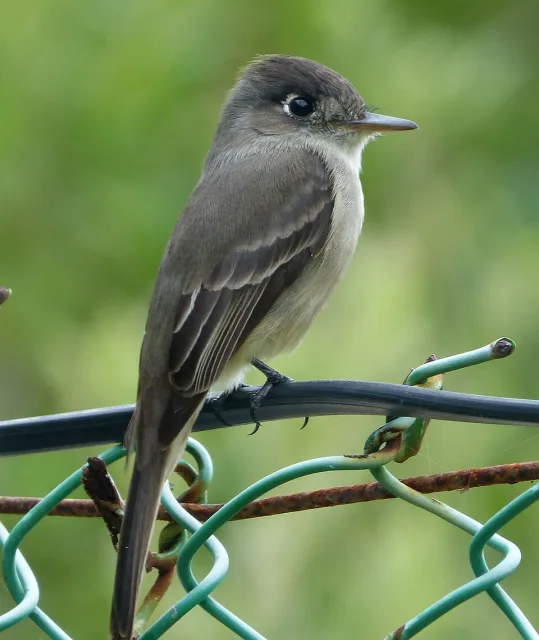 A dark grey bird with pale breast and white mark behind the eye.