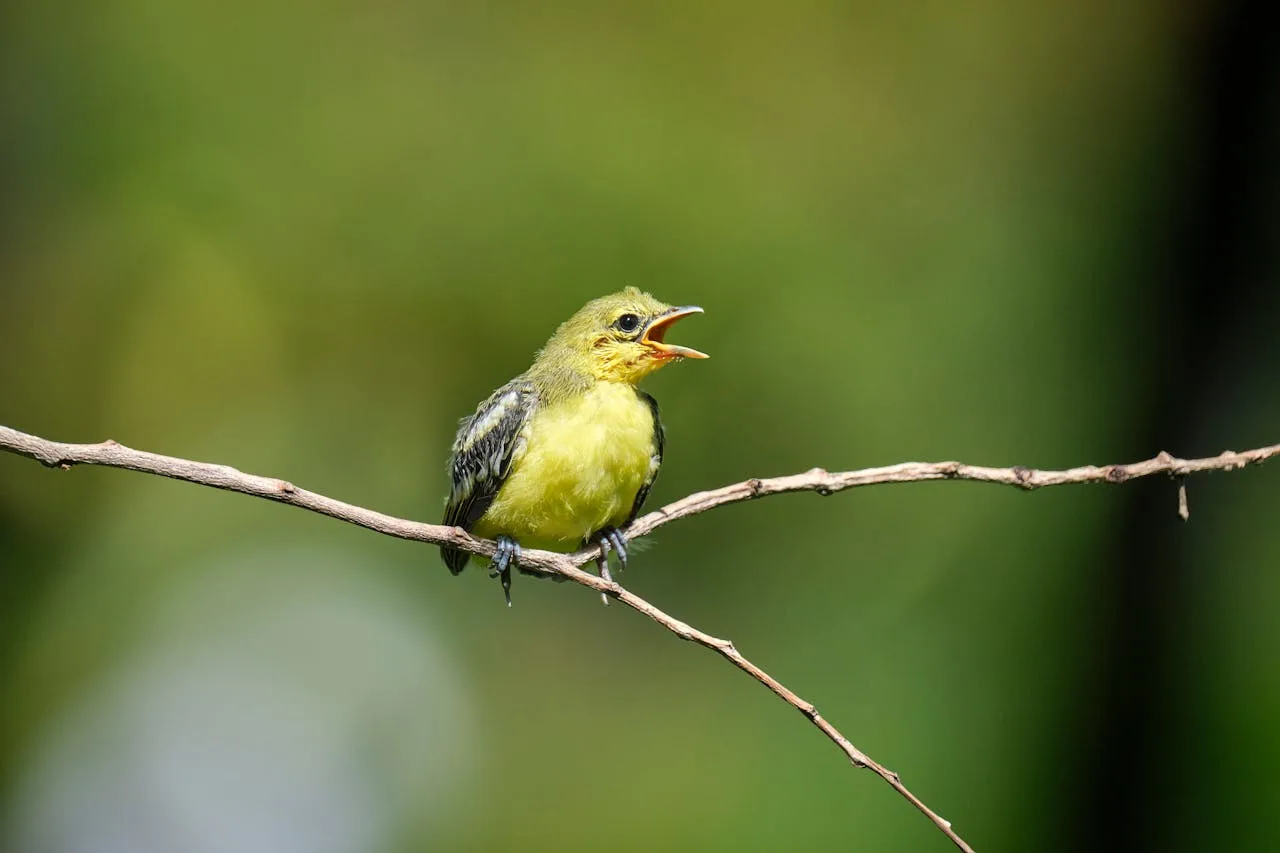 Yellow bird on a branch singing.