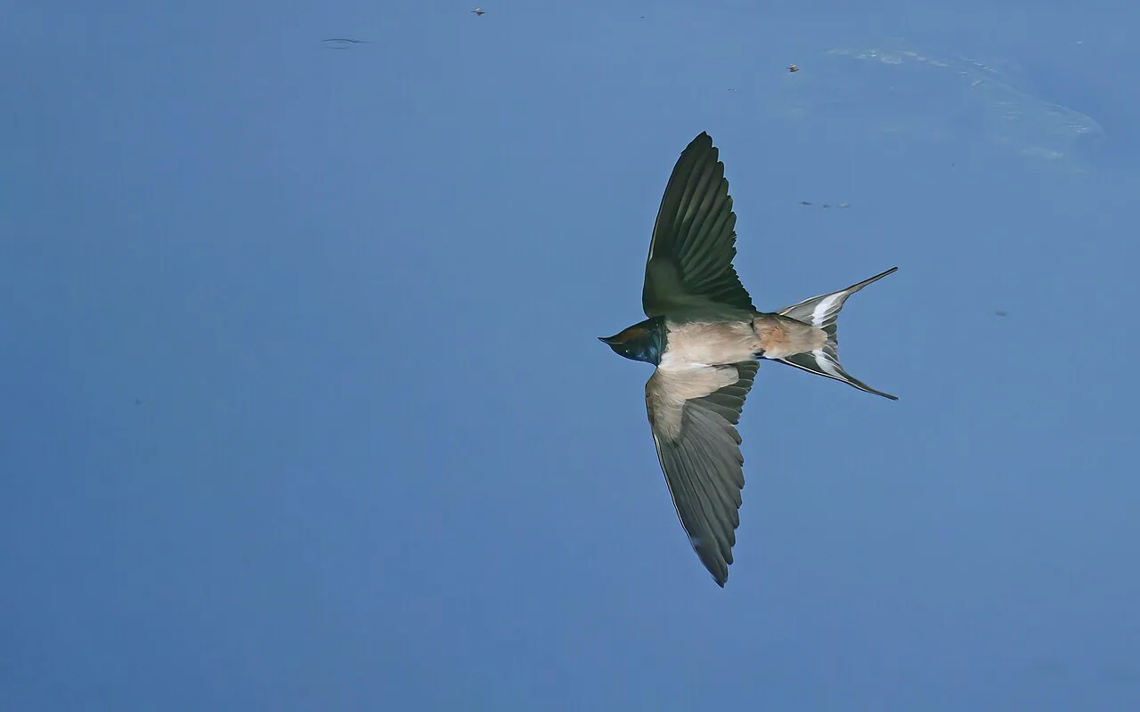 A reflection of a small bird with tail streamers in flight.