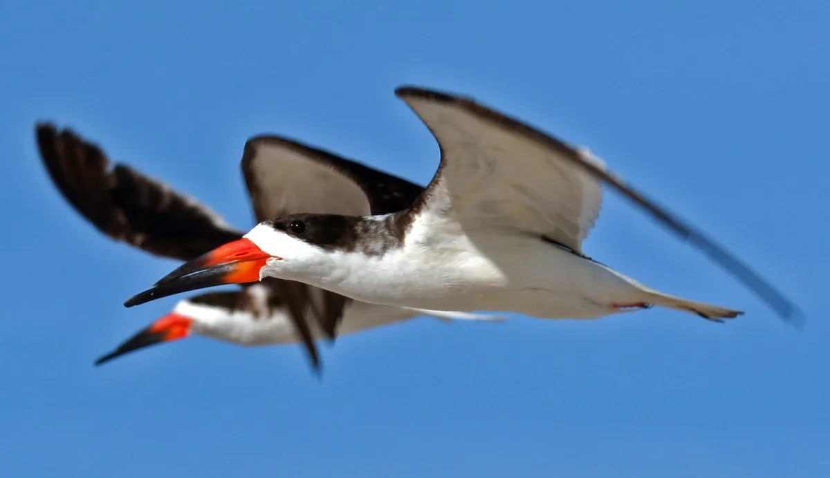 Large tern like bird with white underparts and black back. The upper bill is shorter than the lower and it is black and red.