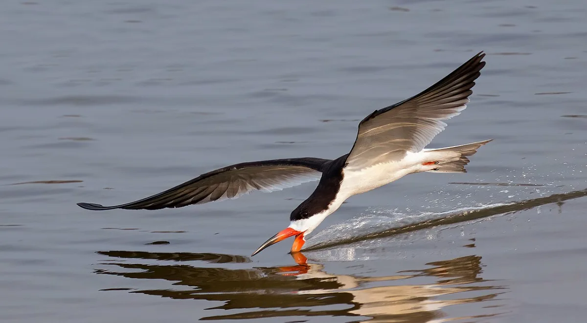 Large tern like bird with white underparts and black back. The upper bill is shorter than the lower and it is black and red.