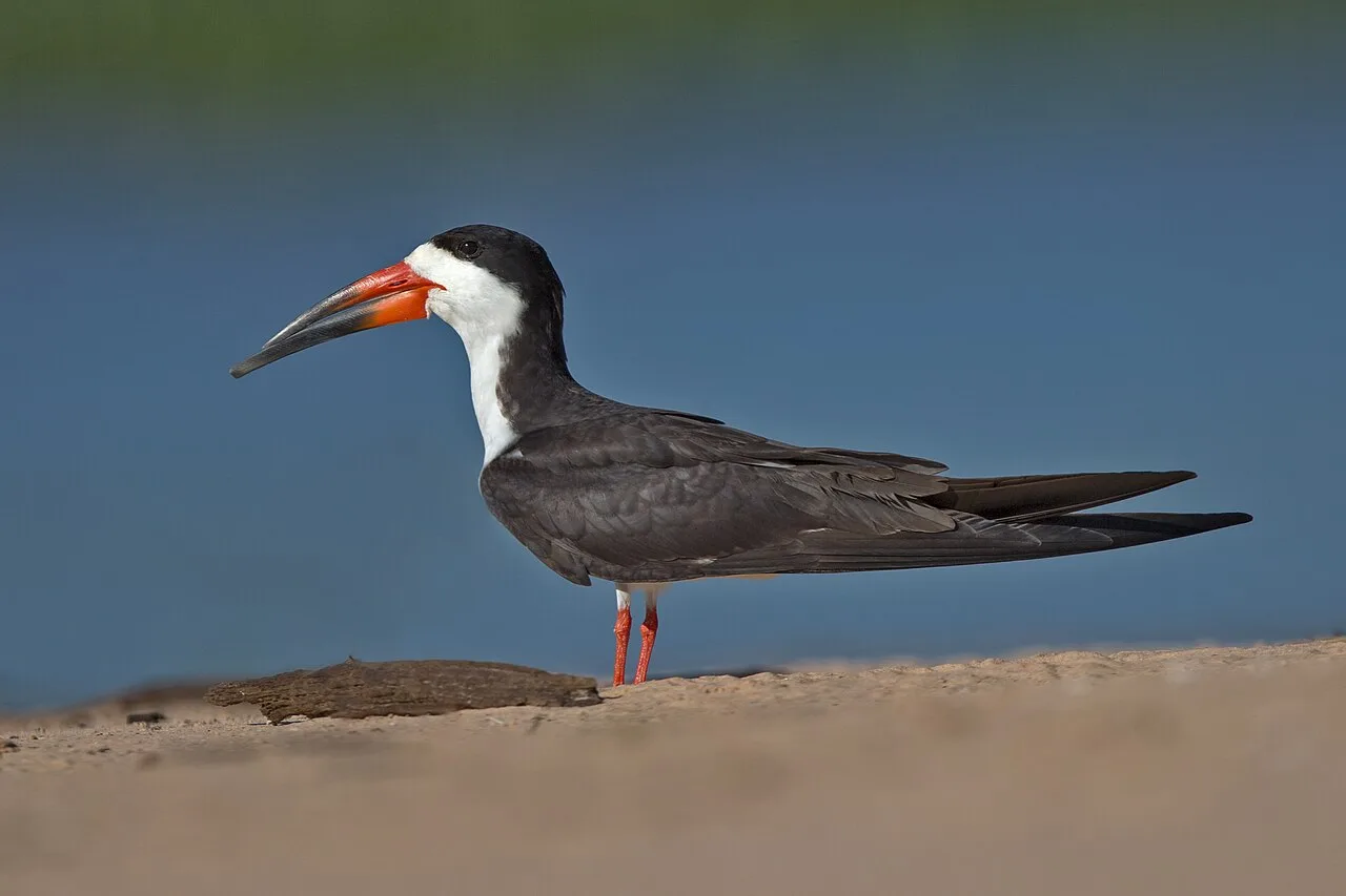 Large tern like bird with white underparts and black back. The upper bill is shorter than the lower and it is black and red.
