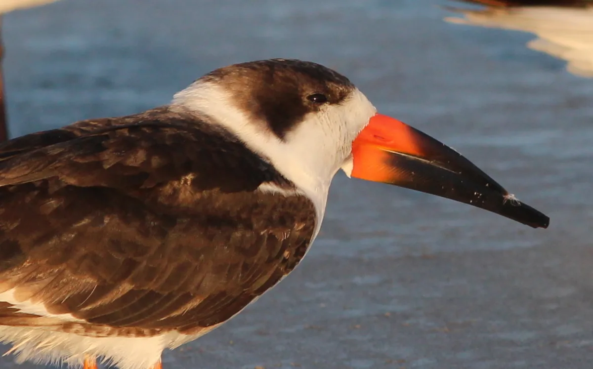 Large tern like bird with white underparts and black back. The upper bill is shorter than the lower and it is black and red.
