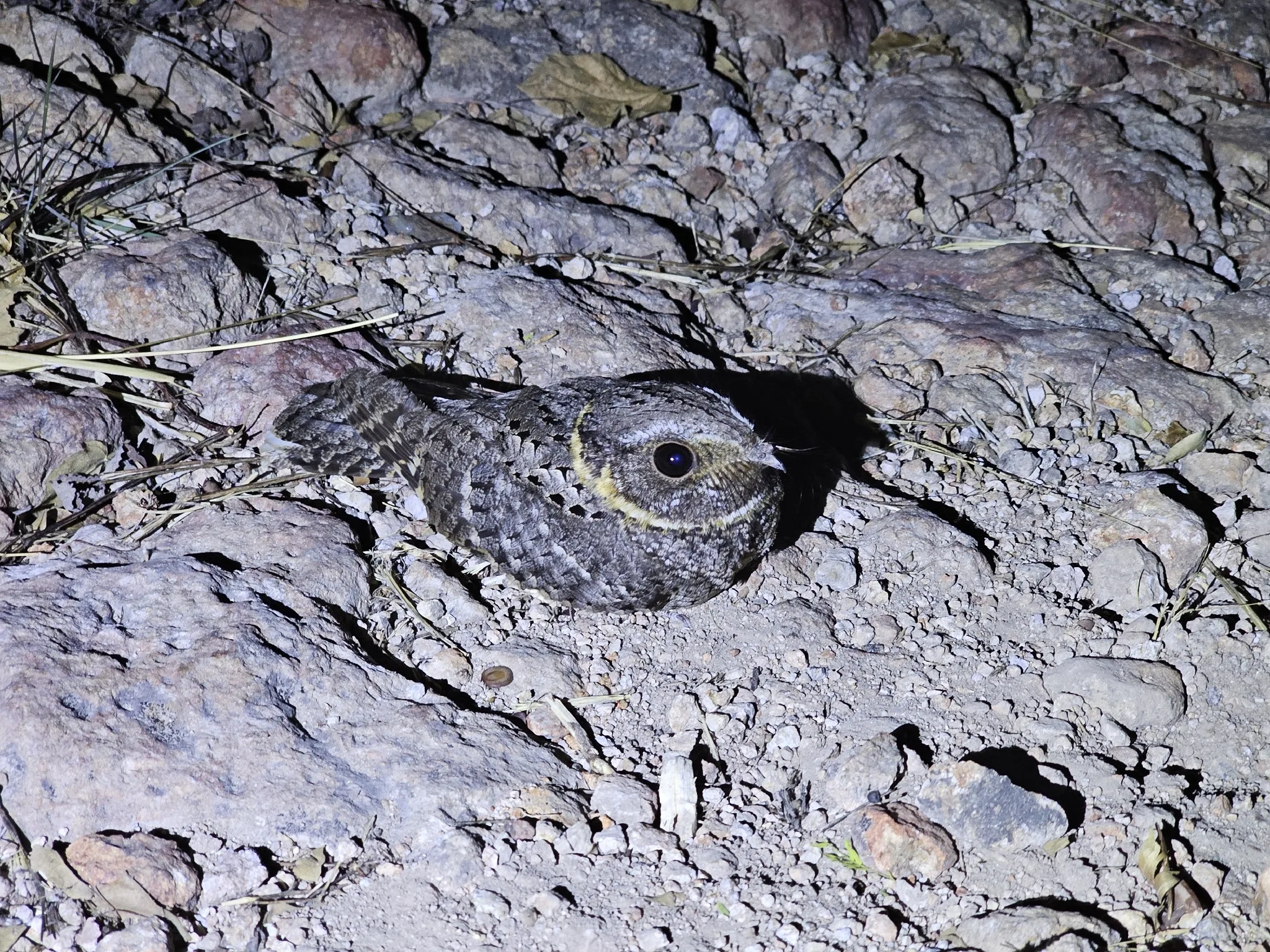 Owl like grey bird on the ground.