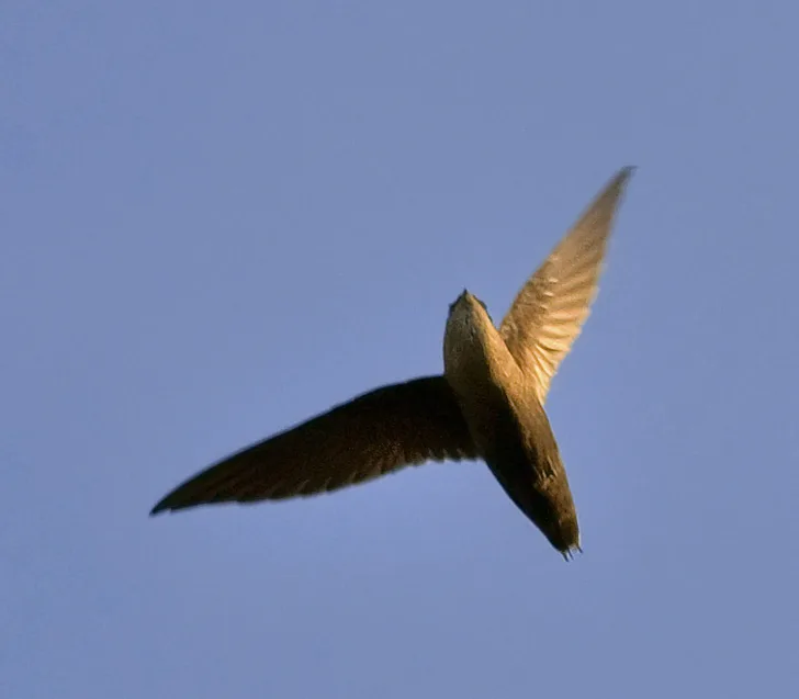 A small dark bird in flight.