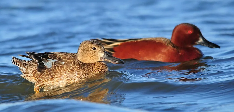 Pair of ducks. One is rich red brown and the other a muted mottled brown.
