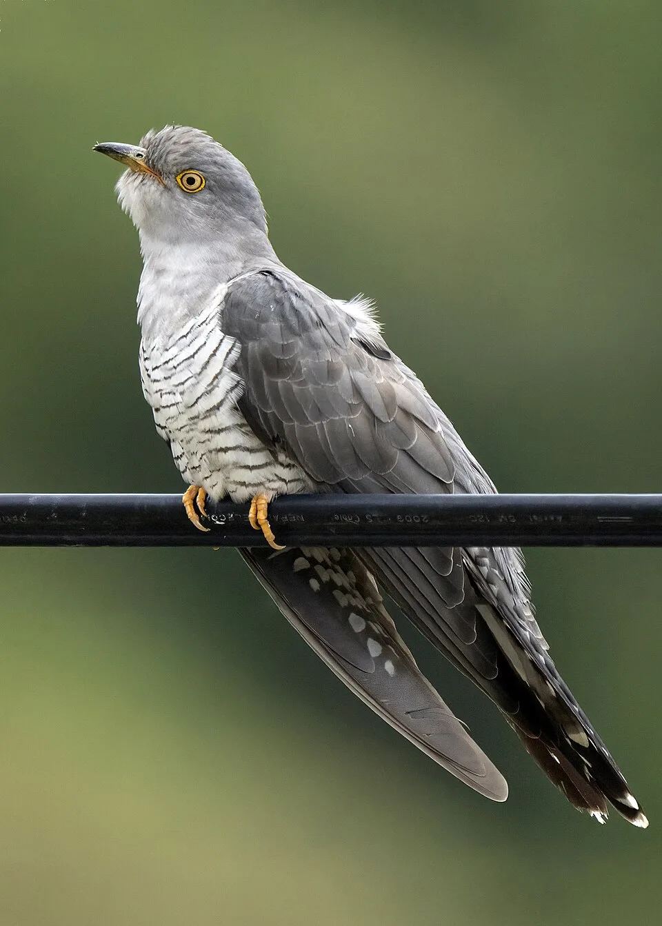 Large grey bird with barred breast and yellow ringed eye.