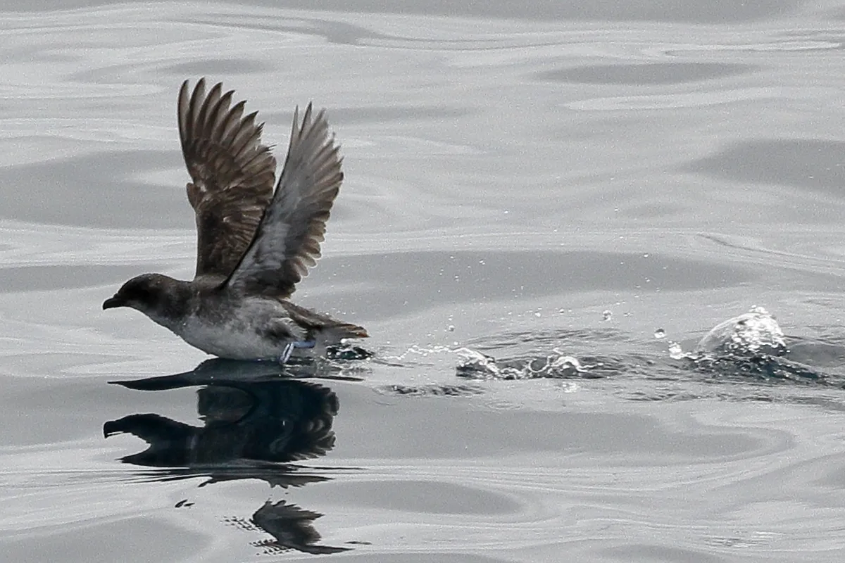 Small grey backed seabird with clean white front.