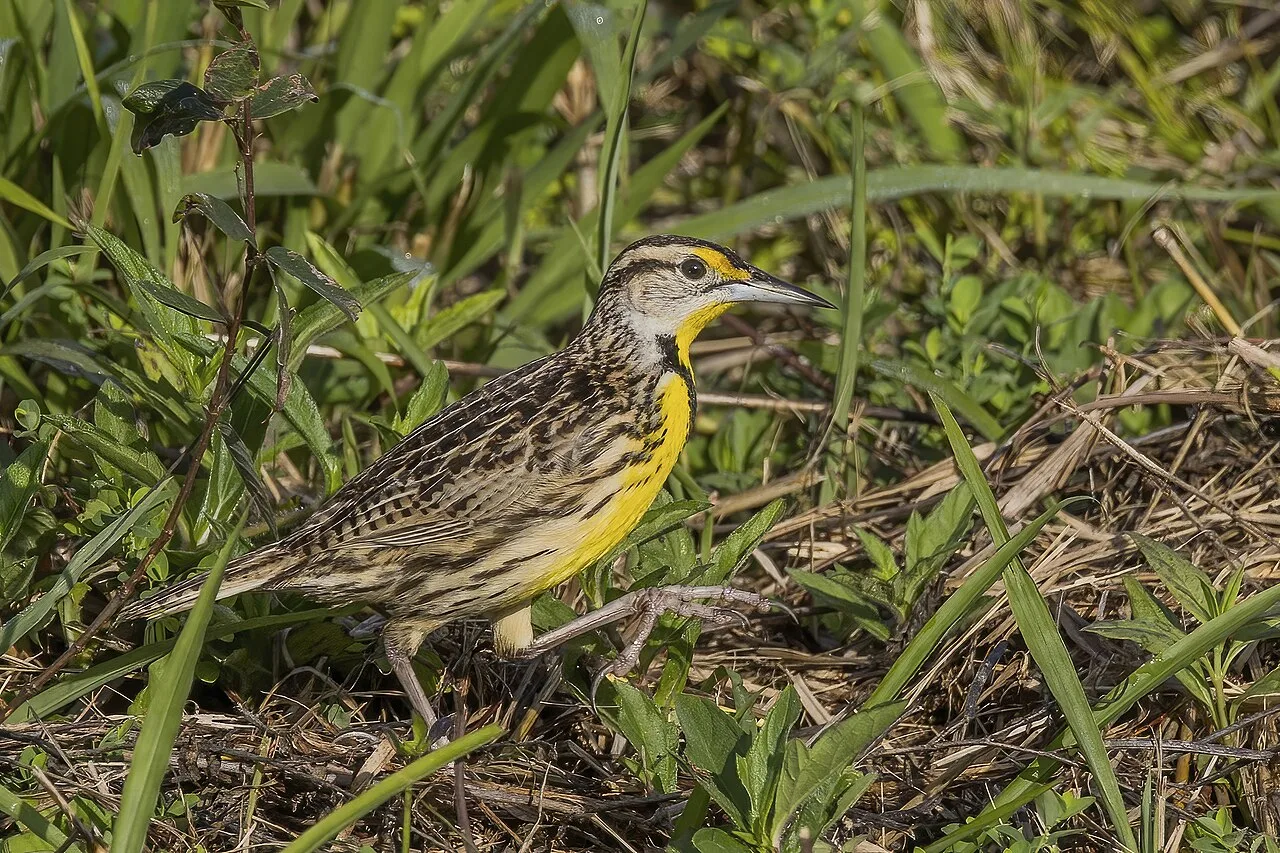 Medium sized field bird with bright yellow breast, black V shaped around the throat and streaky back.