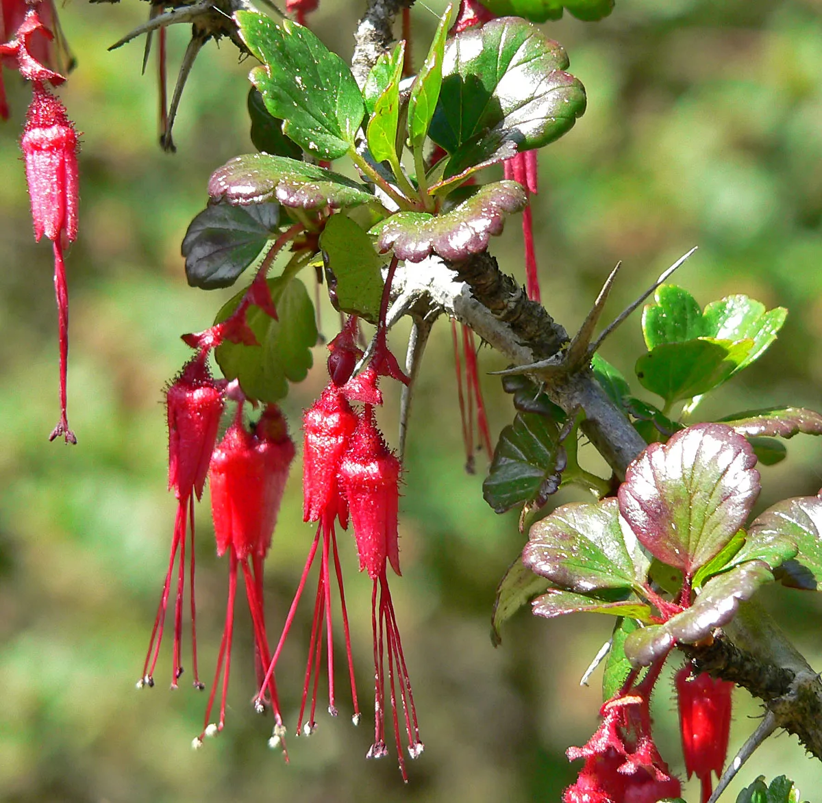 Pink flowers hanging down from green foliage.