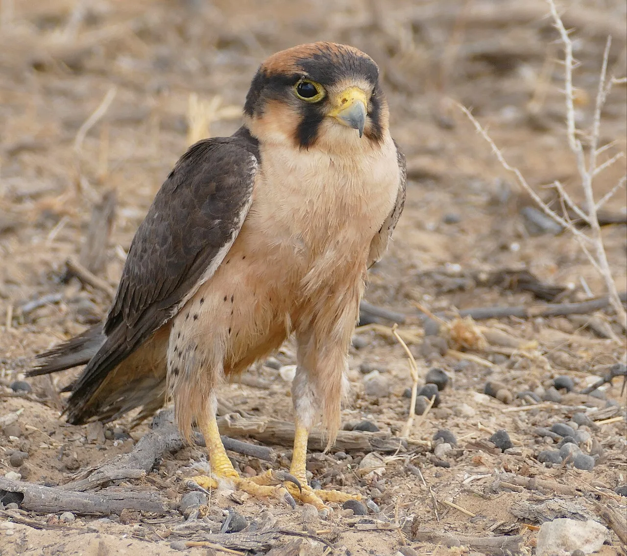 Dark backed bird of prey and pale front.