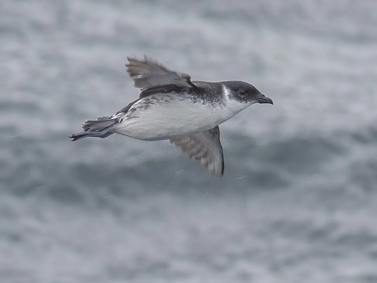 Small grey backed seabird with clean white front.