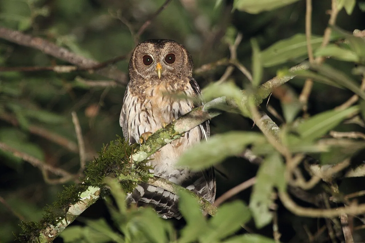 Dark, small owl with streaks on the belly.