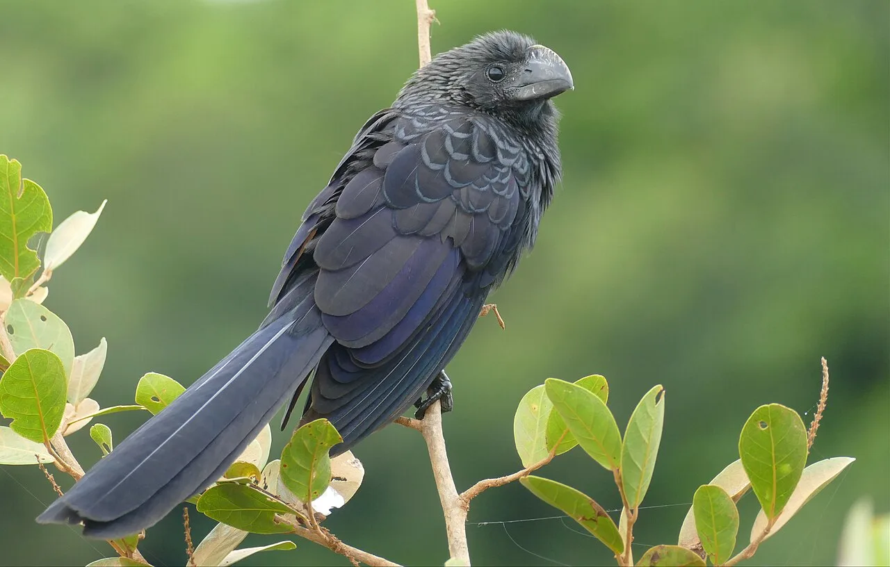Large black bird with thick, wide bill.