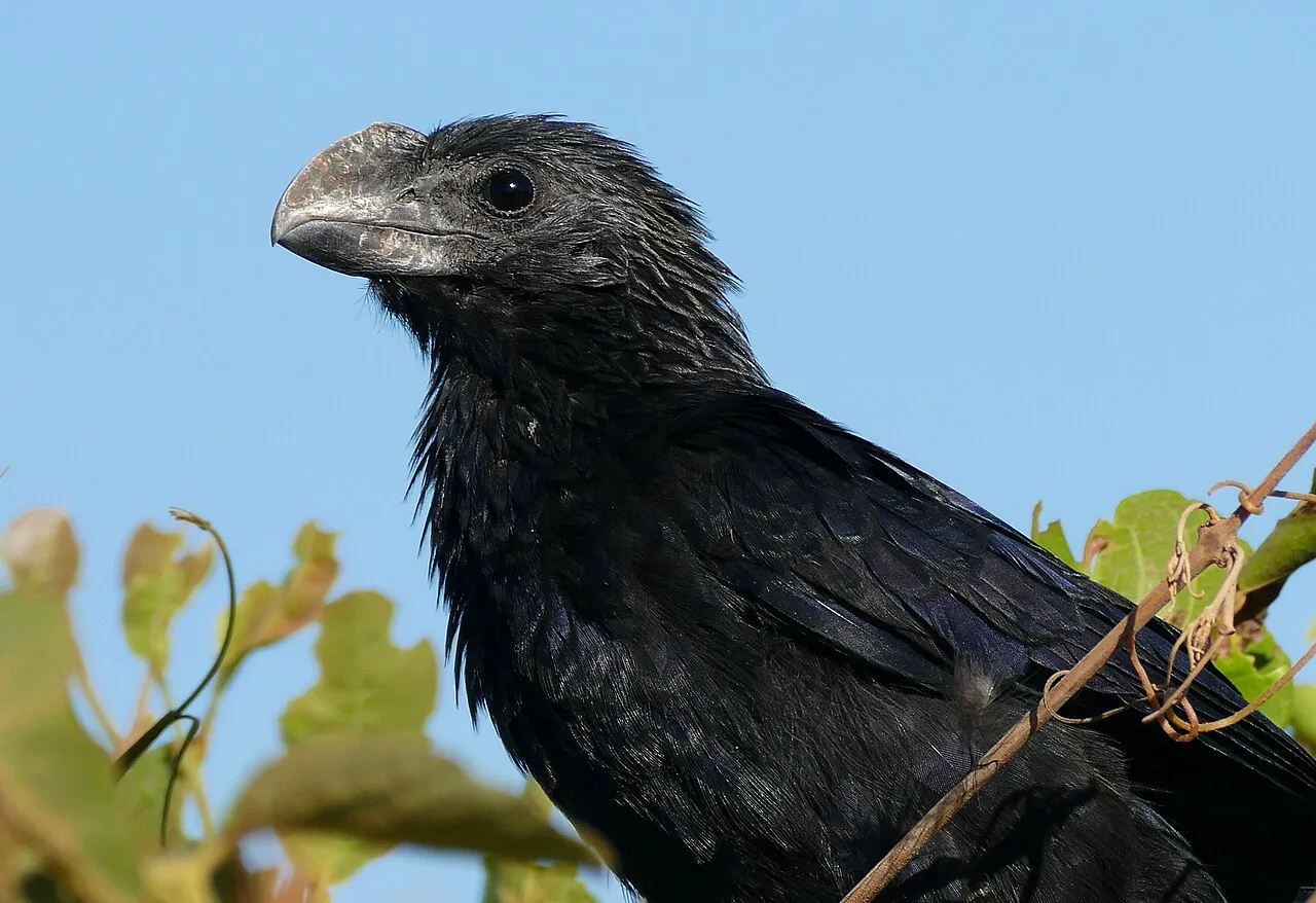 Large black bird with thick, wide bill.